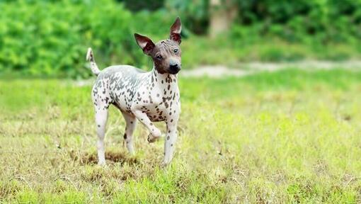 White store hairless dog